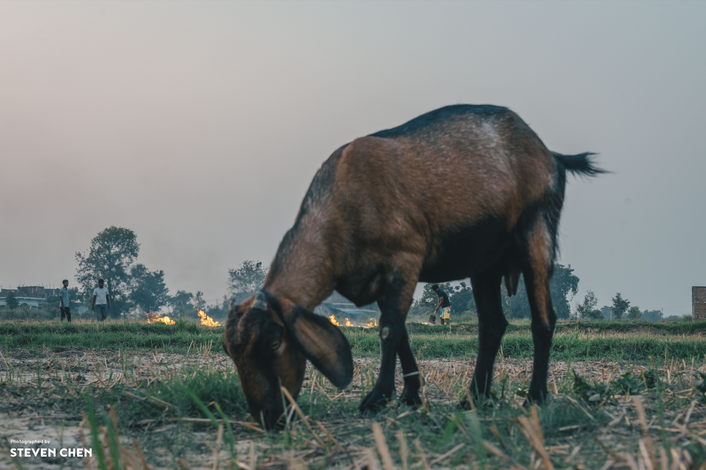 Litany of the Barren Field