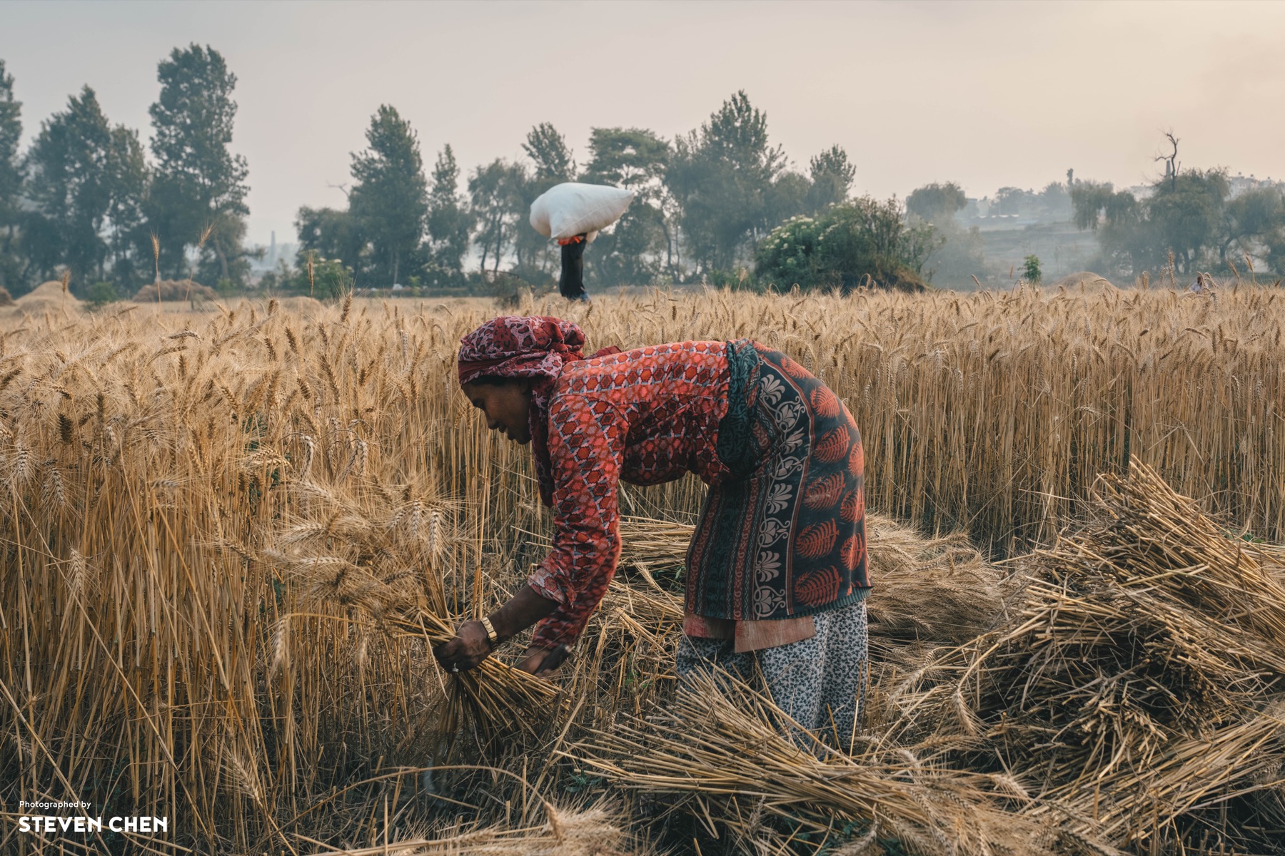 Song of Rye